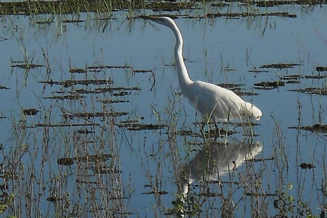 Chobe Full Day Safari Trip - FAQ