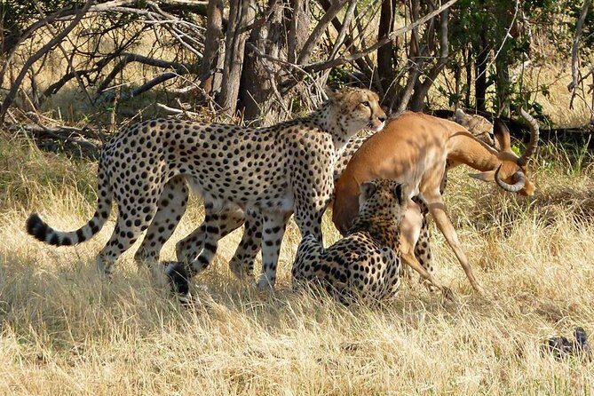 Chobe Full day Safari with Victoria falls Sunrise Tour Combo - Final Words
