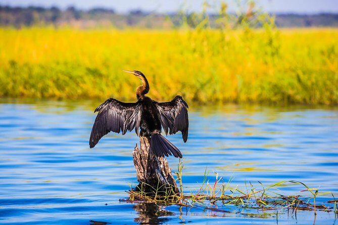 Chobe Full Day Trip - Key Points