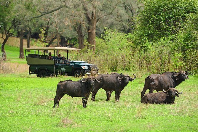 Chobe Full Day Trip - Starting the Day: Hotel Pickup and Border Crossing