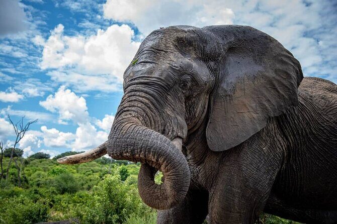 Chobe Full Day Trip - Key Points