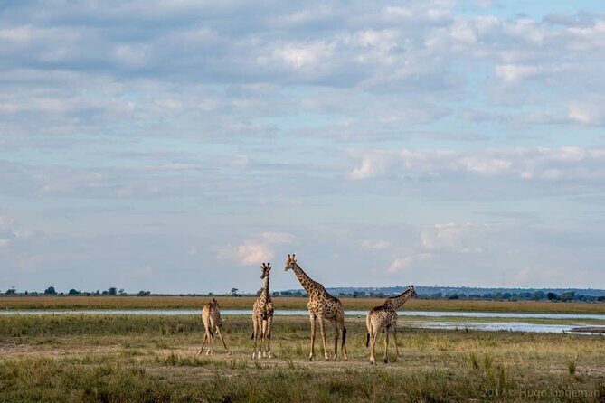 Chobe Full Day Trip - Final Thoughts