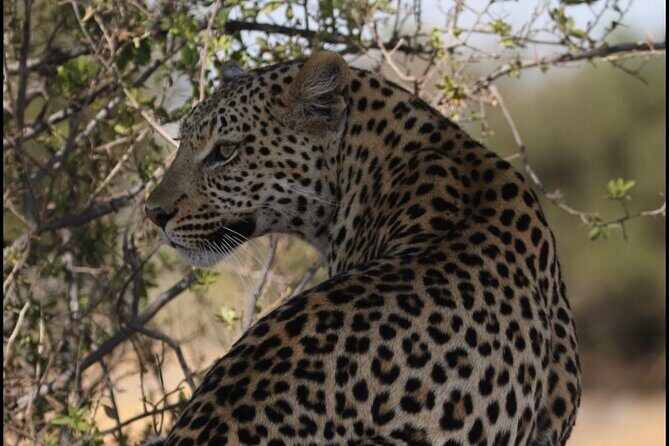 Chobe Full Day Trip - An In-Depth Look at the Chobe Full Day Trip