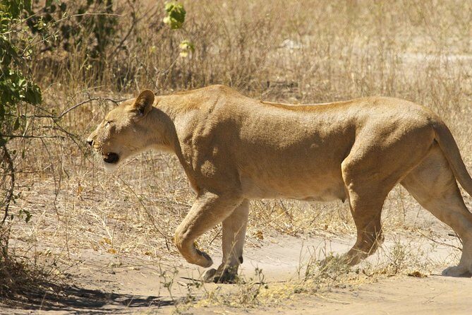 Chobe Full Day Trip - The Value of This Tour
