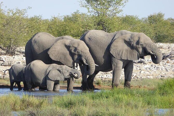 Chobe Full Day Trip - Why This Tour Offers Great Value