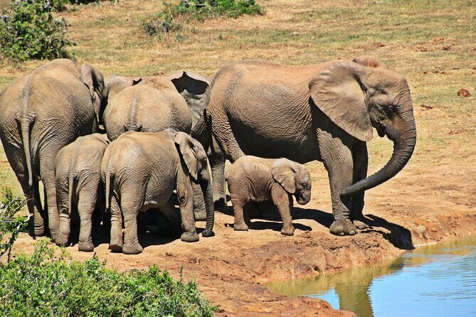 Chobe Full Day Trip - FAQ