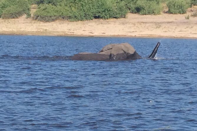 Chobe Full day Trip - Key Points