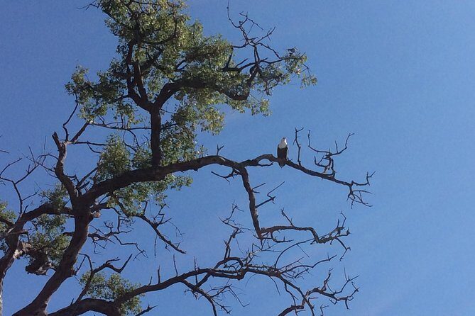 Chobe Full day Trip - A Closer Look at the Itinerary