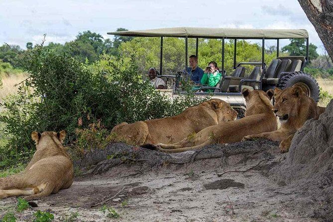 Chobe Full Day Trip From Victoria Falls - An In-Depth Look at the Chobe Full Day Trip
