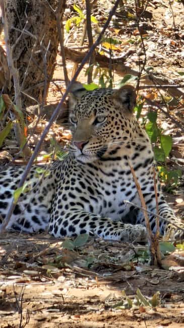 Chobe Full Day Trip In Chobe National Park (Botswana) - Discover the Chobe Full Day Trip in Botswana: A Practical Guide