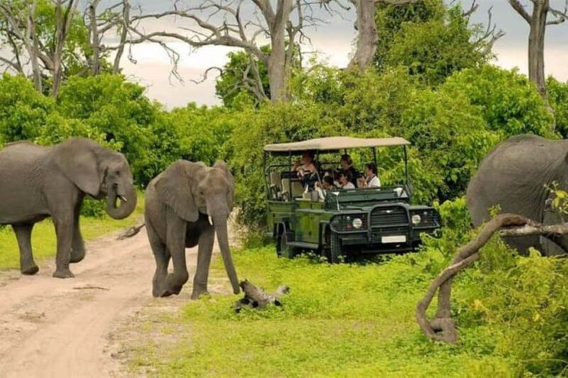 Chobe Full Day Trip - Key Points
