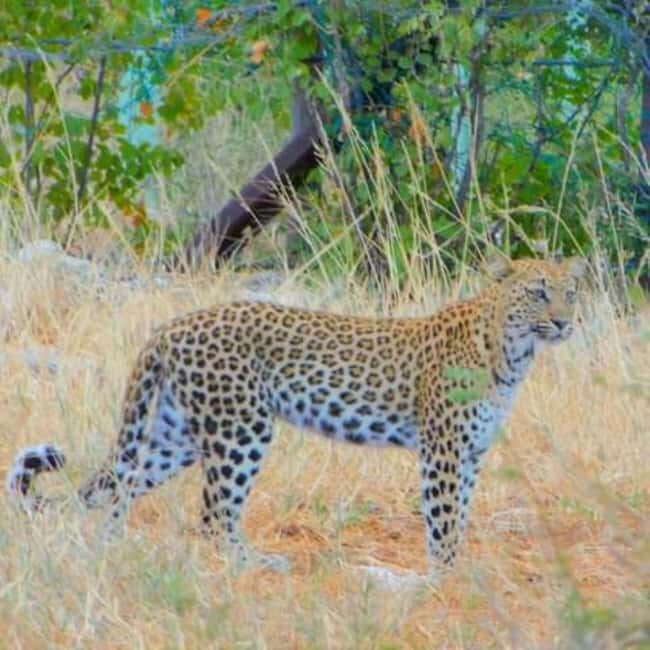Chobe Full Day Trip - An In-Depth Look at the Chobe Full Day Trip