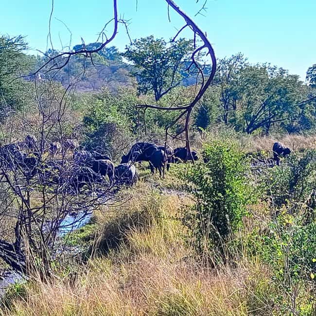 Chobe Half Day Trip from Victoria Falls - Key Points