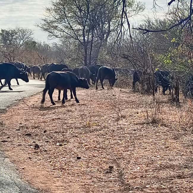 Chobe Half Day Trip from Victoria Falls - A Detailed Look at the Tour Experience