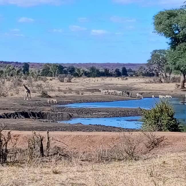 Chobe Half Day Trip from Victoria Falls - The Sum Up