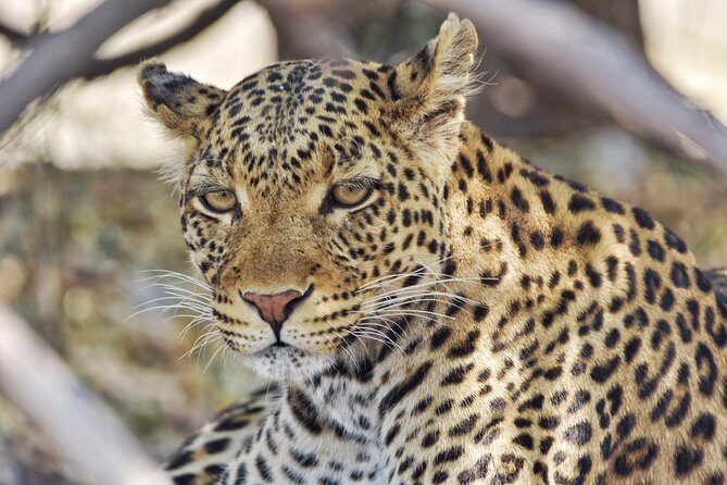 Chobe national park 1 night camping-Botswana - The Experience Overview
