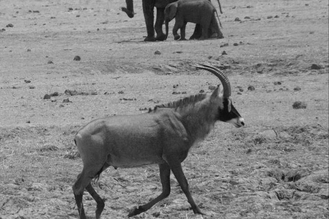 Chobe national park 1 night camping-Botswana - Analyzing the Value