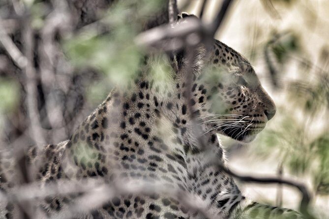 chobe national park 9hr full day game drive - The Value of This Safari