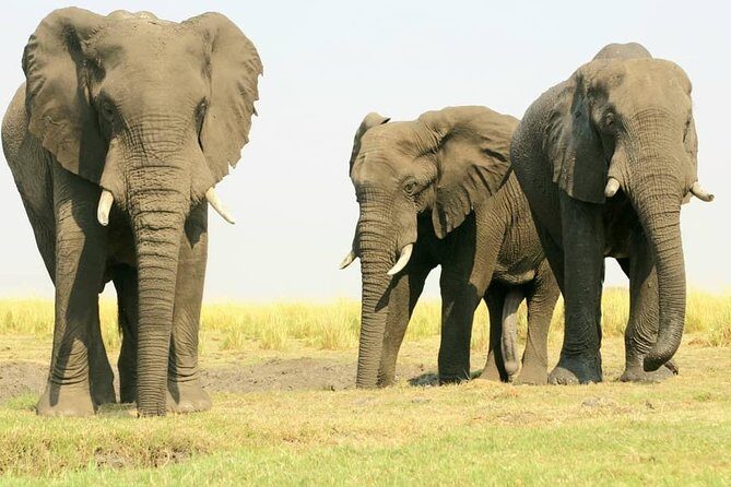 chobe national park 9hr full day game drive - Final Thoughts: Is This Safari Right for You?