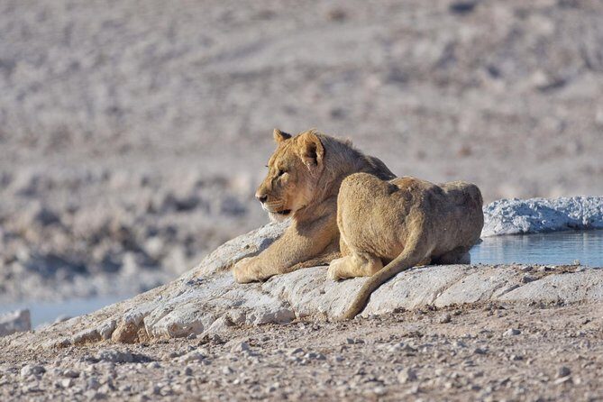 chobe national park 9hr full day game drive - FAQ