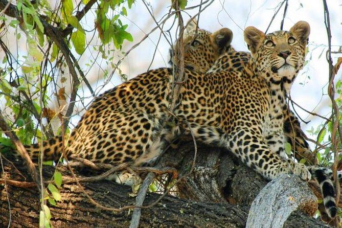Chobe National Park Camping Safari From Victoria Falls (2 Days and 1 Night) - Key Points