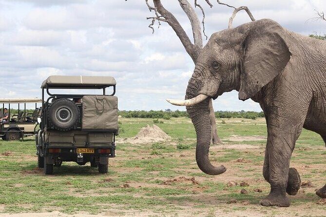 Chobe National Park Day Trip from Victoria Falls with Lunch - Why This Tour Stands Out