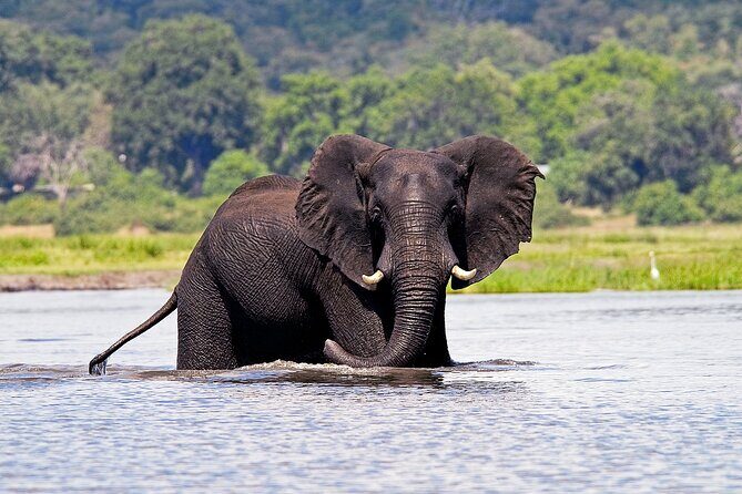 Chobe National Park Day Trip from Victoria Falls with Lunch - Frequently Asked Questions
