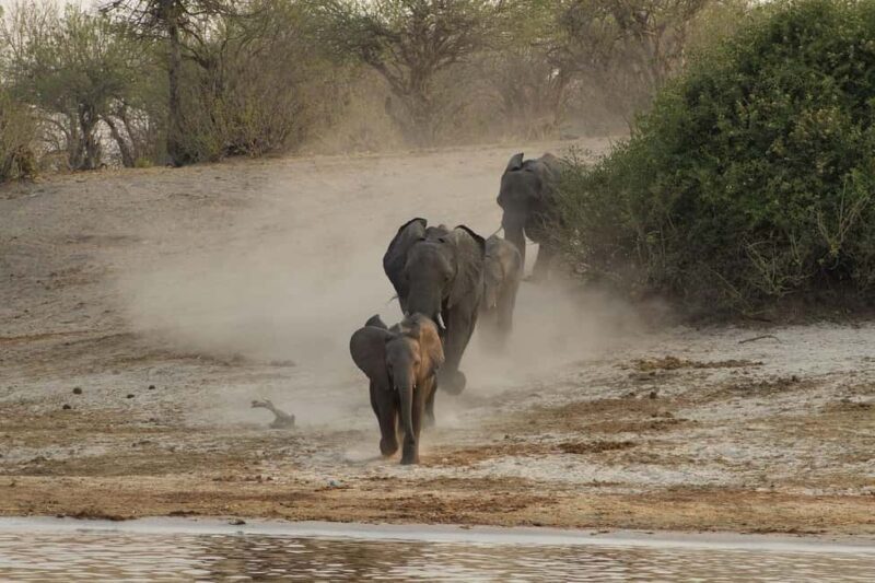 Chobe National Park Day Trip - Key Points