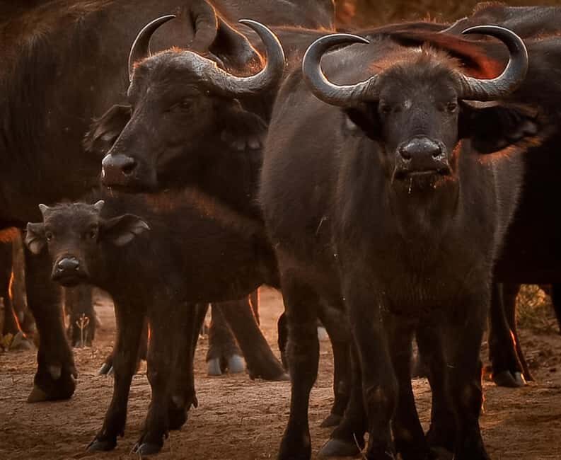 Chobe National Park Day Trip - Why This Tour Stands Out