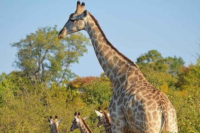 Chobe National Park from Victoria Falls - What Makes This Tour Stand Out?