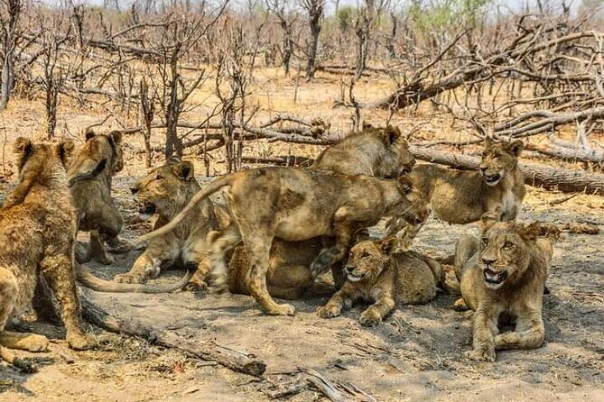 Chobe National Park from Victoria Falls - Who Should Consider This Tour?