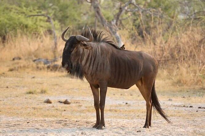 Chobe National Park from Victoria Falls - The Sum Up