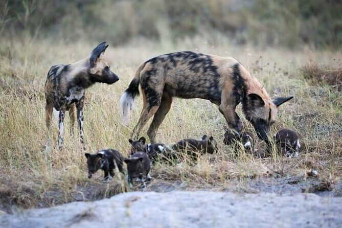 Chobe National Park from Victoria Falls - FAQ