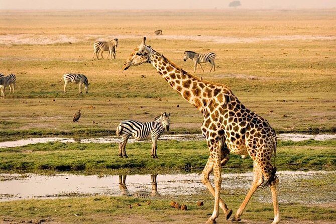 Chobe National Park Full Day Safari (Botswana) - Arrival at Chobe Safari Lodge