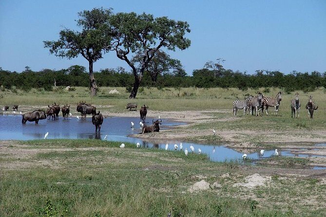 Chobe National Park Full Day Safari (Botswana) - The Boat Cruise: A New Perspective