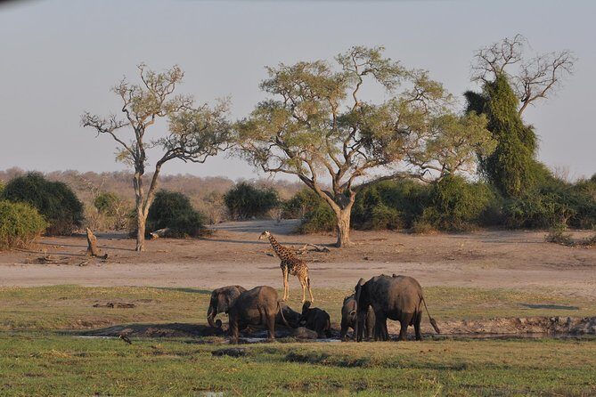 Chobe National Park Game Drive, Botswana - The Experience: What to Expect