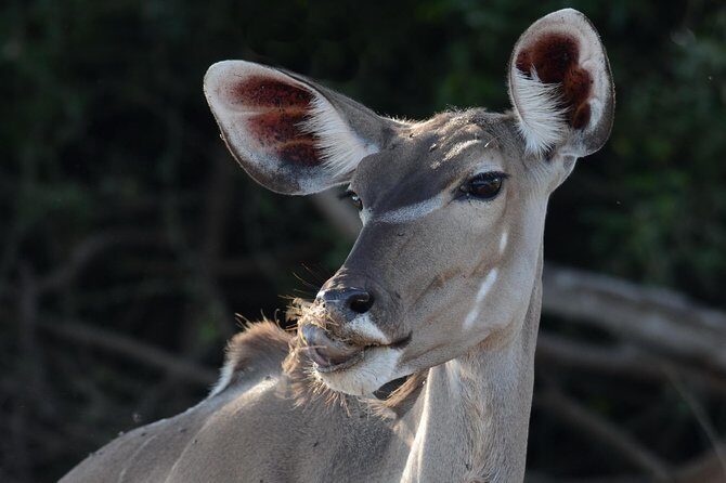 Chobe National Park Game Drive, Botswana - Practical Tips for Travelers