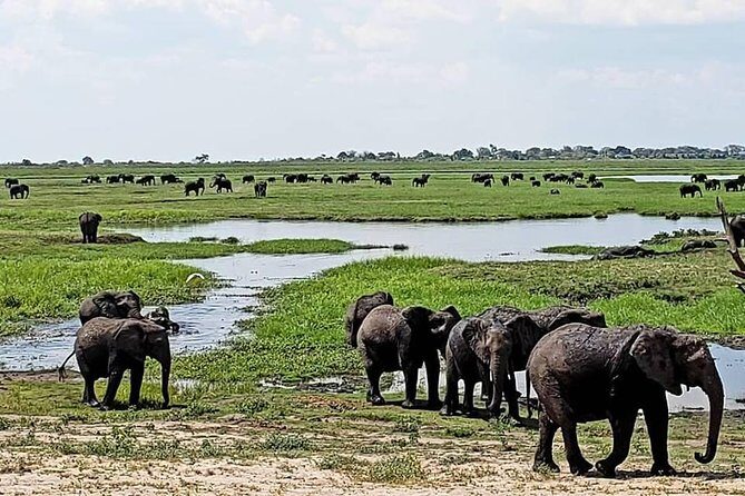 Chobe National Park Safari Full Day-trip - The Sum Up