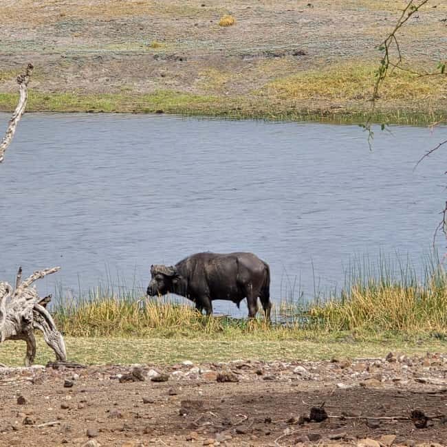 Chobe River Sunset Cruise - Key Points