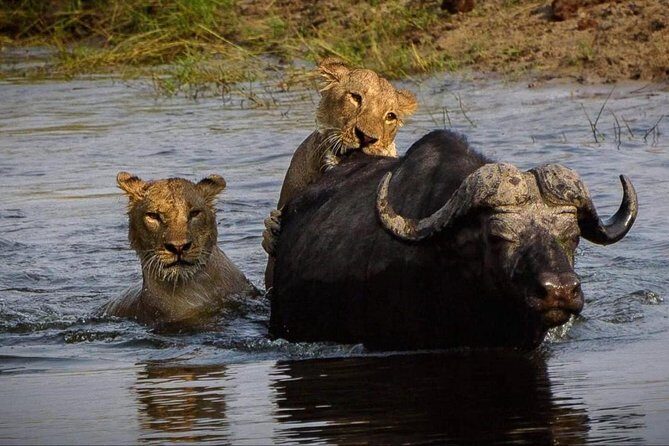 Chobe Safari Day Trip From Livingstone - The Sum Up