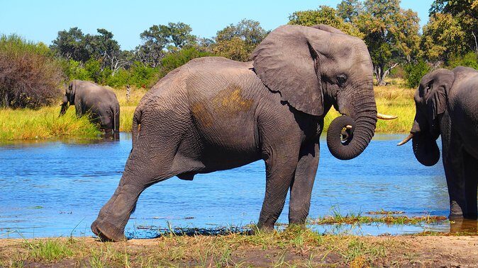 Chobe Safari Day Trip From Livingstone - FAQ