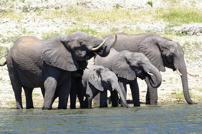 Chobe Safari Experience Day Trip - MINIMUM 2 PEOPLE - Key Points