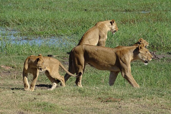 Chobe Safari Experience Day Trip - MINIMUM 2 PEOPLE - An Overview of the Tour
