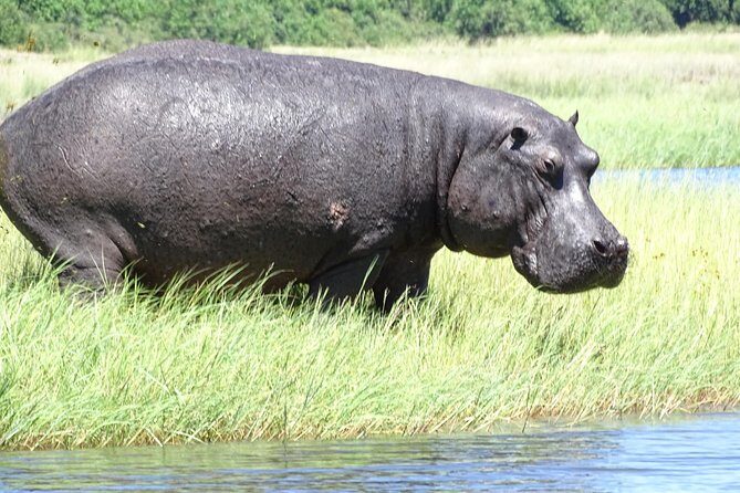 Chobe Safari Experience Day Trip - MINIMUM 2 PEOPLE - Who Is This Tour Best For?