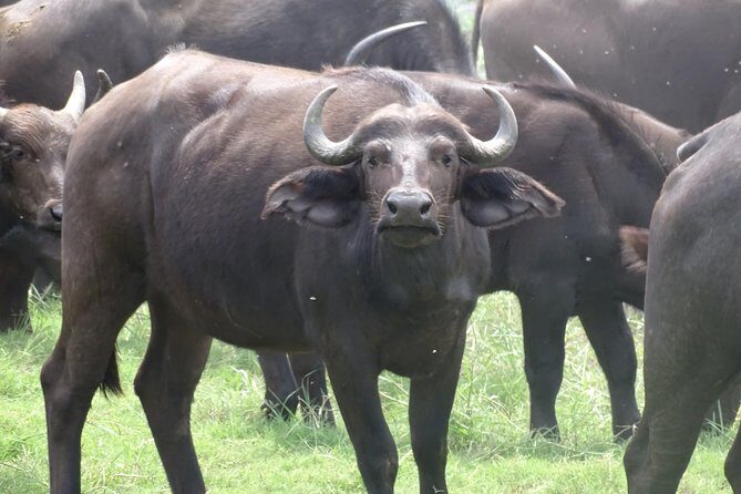 Chobe Safari Experience Day Trip - MINIMUM 2 PEOPLE - FAQs