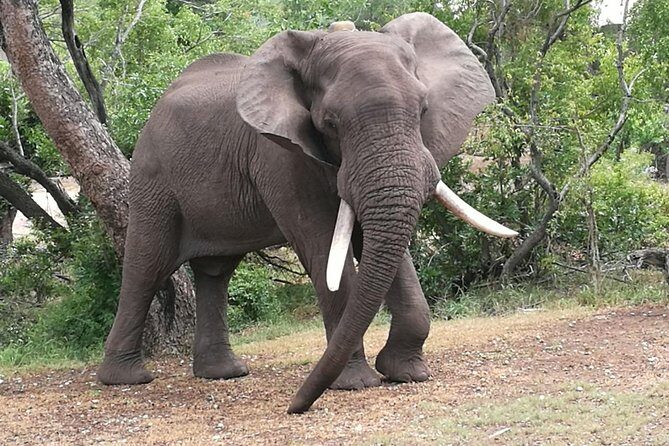 Chobe Safari Overnight Camping Trip - An Adventure-Filled Two Days in Chobe