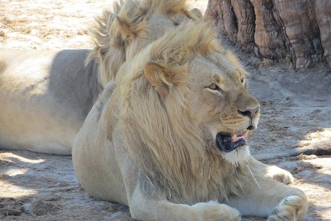 Chobe Safari Overnight Camping Trip - The Experience: Wilderness, Wildlife, and Comfort