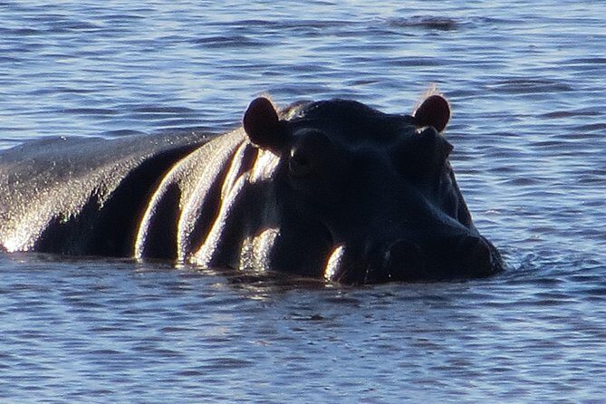 Chobe Safari Overnight Camping Trip - Practical Tips for Future Travelers