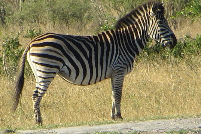 Chobe Safari Overnight Camping Trip - Authentic Feedback from Travelers