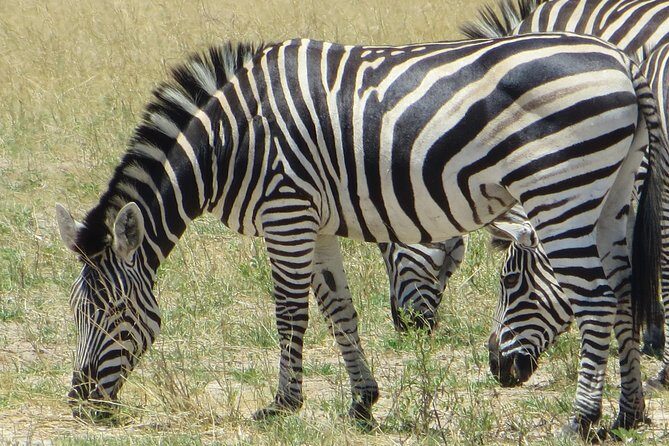 Chobe Safari Overnight Camping Trip - Is This Tour Right for You?